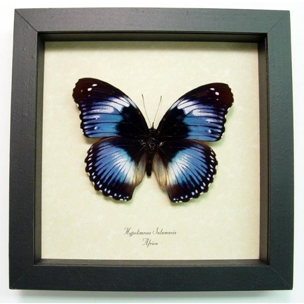 Hypolimnas salamacis Blue Diadem Framed Butterfly Taxidermy Display