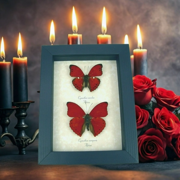 Red Heart Butterfly Collection Real Framed Butterflies Taxidermy Display