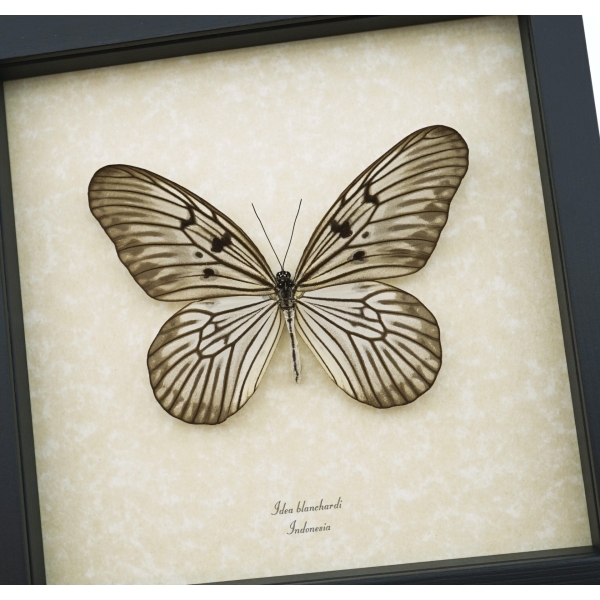 Idea blanchardi Real Framed Rice Paper Butterfly Delicate Wings Taxidermy Display