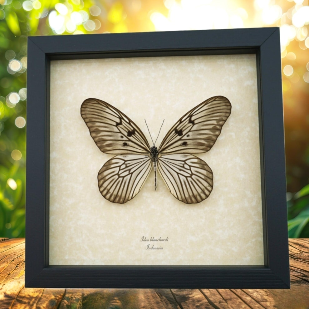 Real Framed Butterfly Idea blanchardi Taxidermy Display