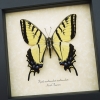 Real framed taxidermy Papilio Multicaudata pusillus male Two Tailed Swallowtail Butterfly