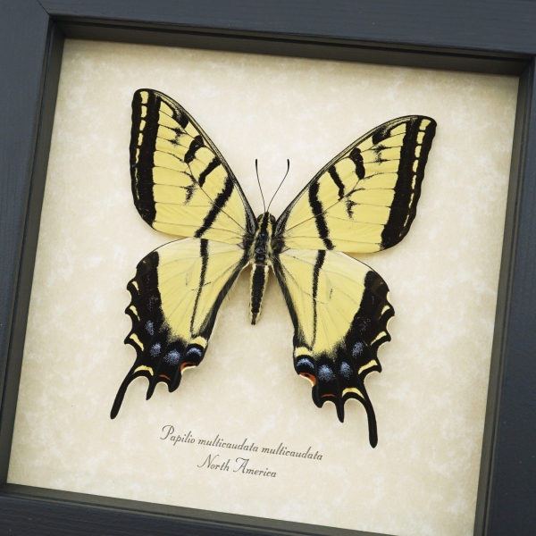 Real framed taxidermy Papilio Multicaudata pusillus male Two Tailed Swallowtail Butterfly