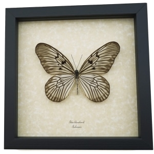 Idea blanchardi Real Framed Rice Paper Butterfly Delicate Wings Taxidermy Display
