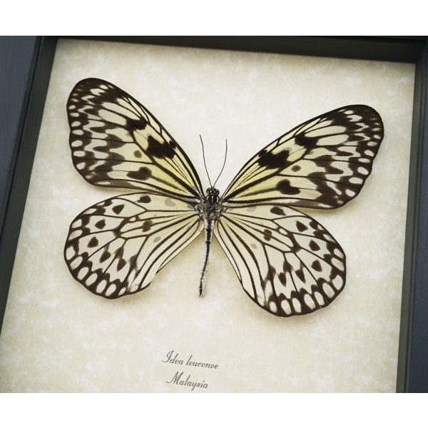 Real Framed Tree Nymph Butterfly Idea leuconoe Taxidermy Display