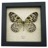 Real Framed Tree Nymph Butterfly Idea leuconoe Taxidermy Display