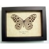 Ideopsis Gaura Perakana male Wood Nymph Butterfly Framed Taxidermy Display