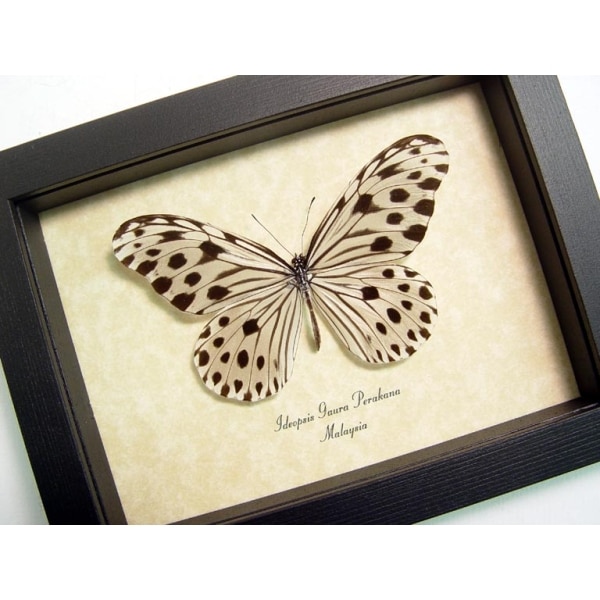 Ideopsis Gaura Perakana male Wood Nymph Butterfly Framed Taxidermy Display