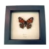 European Peacock Butterfly Inachus aglais io Framed Taxidermy Display