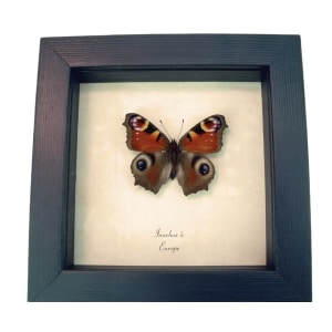 European Peacock Butterfly Inachus aglais io Framed Taxidermy Display