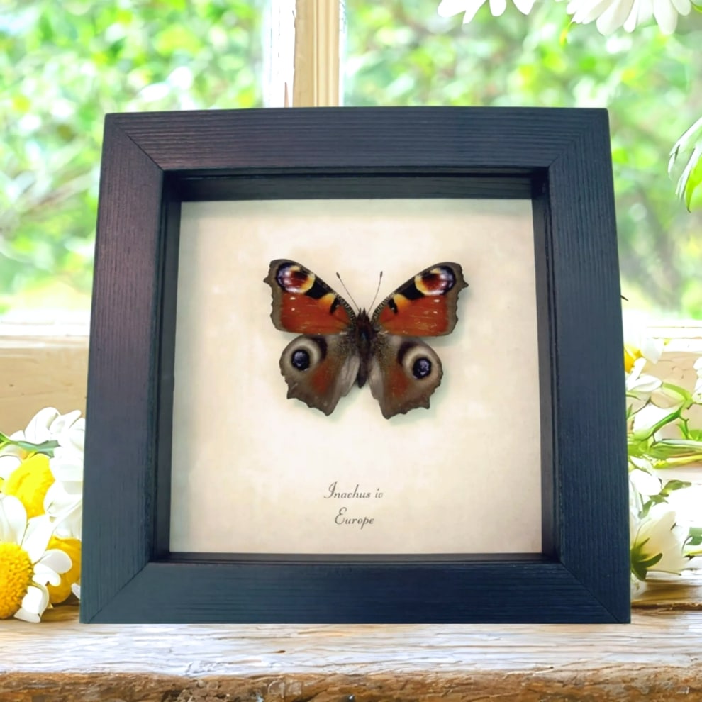 European Peacock Butterfly Inachus aglais io Framed Taxidermy Display European Peacock Butterfly Inachus aglais io Framed Taxidermy Display