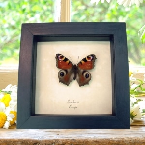 European Peacock Butterfly Inachus aglais io Framed Taxidermy Display