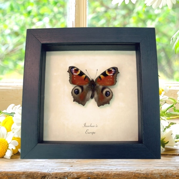 European Peacock Butterfly Inachus aglais io Framed Taxidermy Display