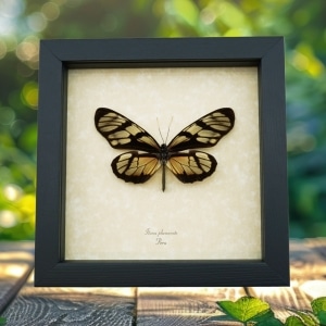 Framed Sunrise Glasswing Butterfly Ituna phenarete Taxidermy Display