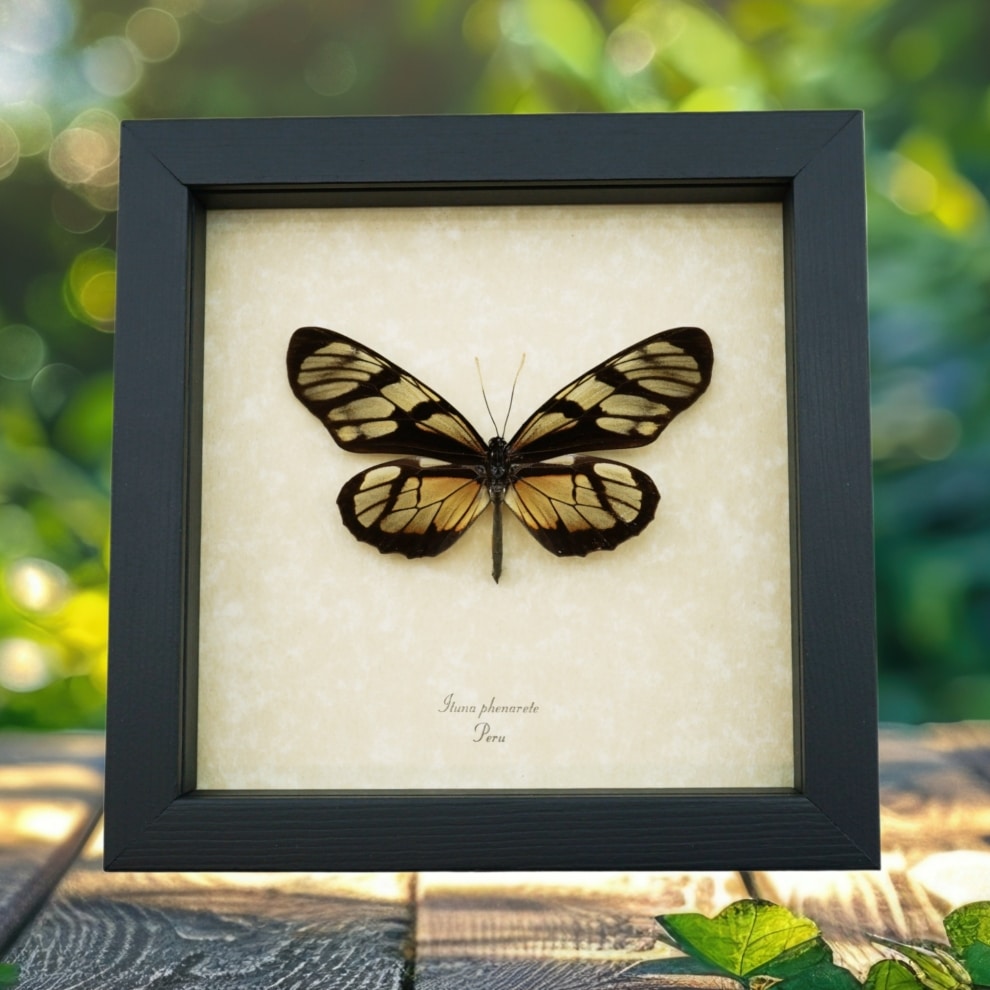 Framed Sunrise Glasswing Butterfly Ituna phenarete Taxidermy Display
