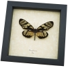 Ituna phenarete Sunrise Glasswing Butterfly Framed Taxidermy Display