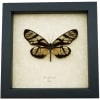 Framed Sunrise Glasswing Butterfly Ituna phenarete Taxidermy Display