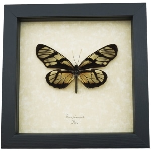 Ituna phenarete Sunrise Glasswing Butterfly Framed Taxidermy Display