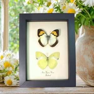 Yellow Orange Tip Butterflies Ixias pyrene verna Butterfly set Framed Taxidermy Display