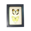 Yellow Orange Tip Butterflies Ixias pyrene verna Butterfly set Framed Taxidermy Display