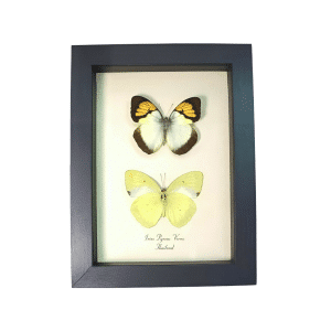 Yellow Orange Tip Butterflies Ixias pyrene verna Butterfly set Framed Taxidermy Display