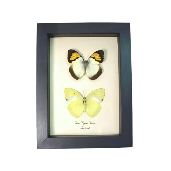 Yellow Orange Tip Butterflies Ixias pyrene verna Butterfly set Framed Taxidermy Display