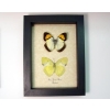 Ixias pyrene verna Butterfly set Yellow Orange Tip Butterflies Framed Taxidermy Display