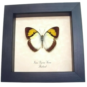 Yellow Orange Tip Butterfly Ixias pyrene verna Framed Taxidermy Display
