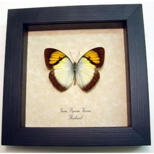 Ixias pyrene verna Butterfly Yellow Orange Tip Framed Taxidermy Display