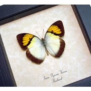 Ixias pyrene verna Yellow Orange Tip Framed Taxidermy Display