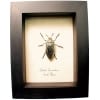 Rare Golden Haired Beetle Julodis fascicularis Framed Taxidermy Display