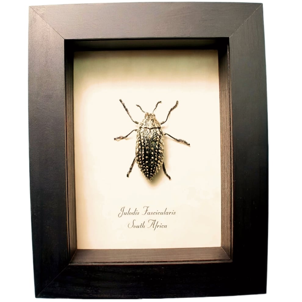 Rare Golden Haired Beetle Julodis fascicularis Framed Taxidermy Display
