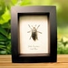 Rare Golden Haired Beetle Julodis fascicularis Framed Taxidermy Display