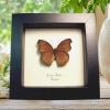 Chocolate Soldier Butterfly Junonia hedonia Framed Taxidermy Display