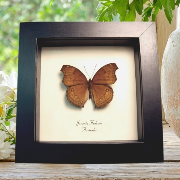 Chocolate Soldier Butterfly Junonia hedonia Framed Taxidermy Display