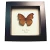 Chocolate Soldier Butterfly Junonia hedonia Framed Taxidermy Display