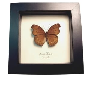 Chocolate Soldier Butterfly Junonia hedonia Framed Taxidermy Display