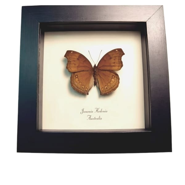 Chocolate Soldier Butterfly Junonia hedonia Framed Taxidermy Display