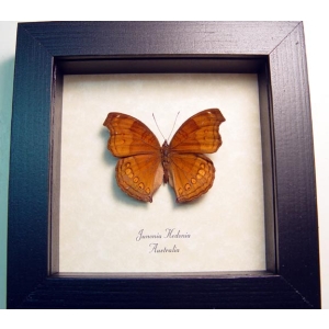 Junonia hedonia Chocolate Soldier Butterfly Framed Taxidermy Display