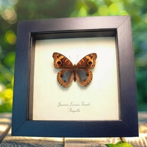 Tropical Buckeye Butterfly Junonia lavinia Female Framed Taxidermy Display