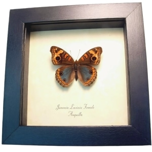 Tropical Buckeye Butterfly Junonia lavinia Female Framed Taxidermy Display