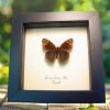 Tropical Buckeye Butterfly Junonia lavinia Framed Taxidermy Display