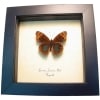 Tropical Buckeye Butterfly Junonia lavinia Framed Taxidermy Display