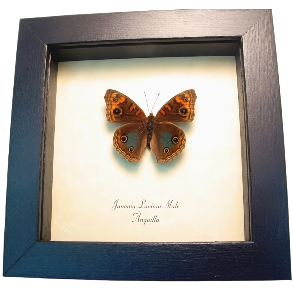Tropical Buckeye Butterfly Junonia lavinia Framed Taxidermy Display
