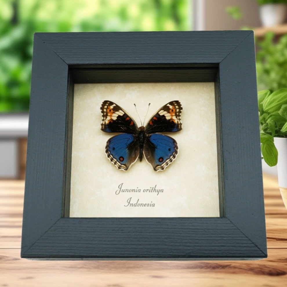 Junonia orithya Blue Pansy Butterfly Framed Taxidermy Display