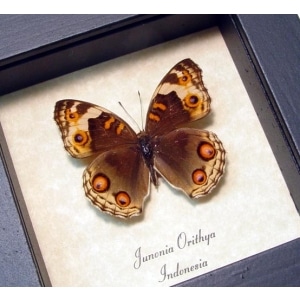 Junonia orithya Female Blue Pansy Butterfly Framed Taxidermy Display