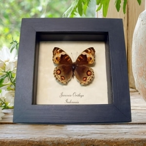 Blue Pansy Butterfly Junonia orithya Female Framed Taxidermy Display