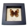 Blue Pansy Butterfly Junonia orithya Female Framed Taxidermy Display