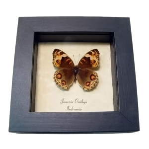 Blue Pansy Butterfly Junonia orithya Female Framed Taxidermy Display