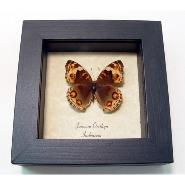 Junonia orithya Female Blue Pansy Butterfly Framed Taxidermy Display