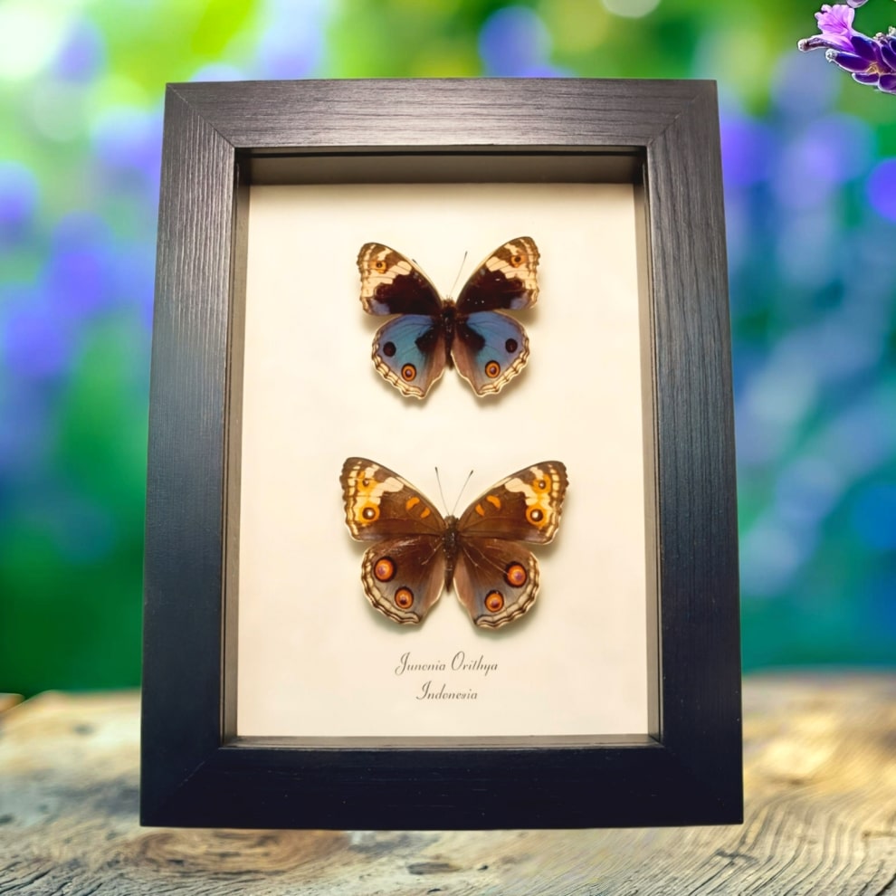 Blue Pansy Butterflies Junonia orithya Butterfly Pair Framed Taxidermy Display Blue Pansy Butterflies Junonia orithya Butterfly Pair Framed Taxidermy Display